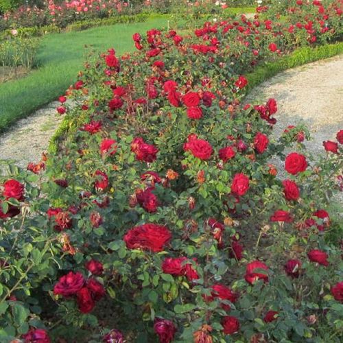 Rubinvörös - teahibrid rózsa